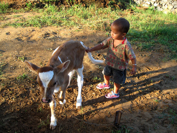 Kid playing with calf