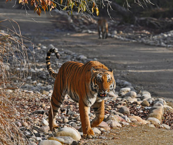 Tiger at Jim Corbett National Park