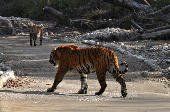 Tigers at Jim Corbett National Park