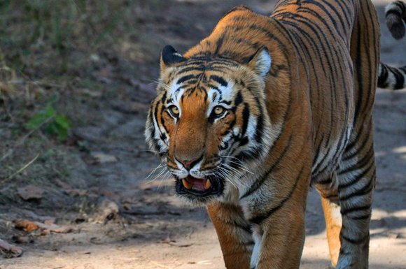 Tiger at Jim Corbett National Park