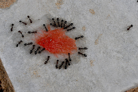 Ants