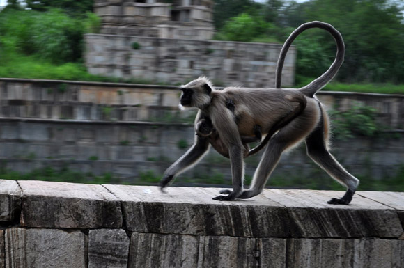 Monkey at Chittorgarh Fort, rajasthan